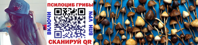 где купить наркоту  Кудрово  Псилоцибиновые грибы мухоморы 